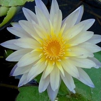 Tropical Day-Blooming Water Lily, Waterlily Lynn Ellen
