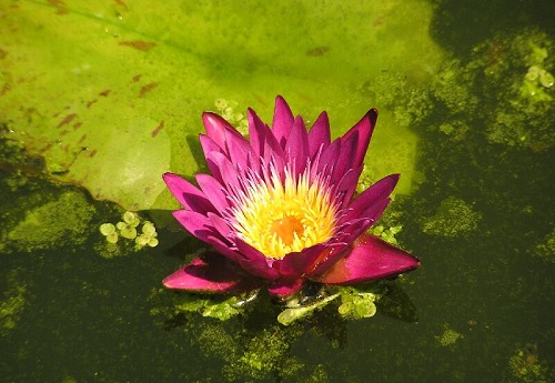 Tropical Day-Blooming Water Lily, Waterlily Rio Rita