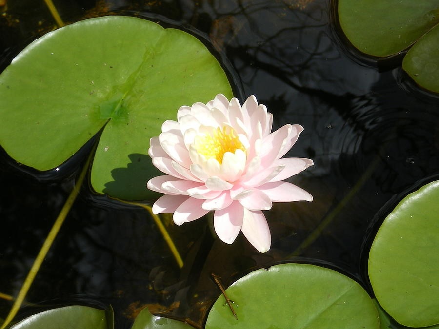 Tropical Day-Blooming Water Lily, Waterlily Sarah Ann