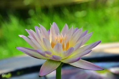 Tropical Day-Blooming Water Lily, Waterlily Stanley Glasson