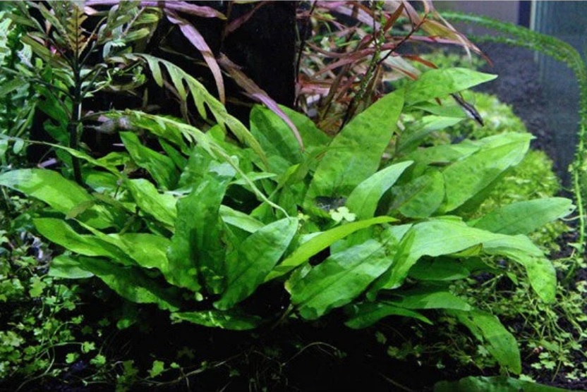 Broadleaf Watertrumpet