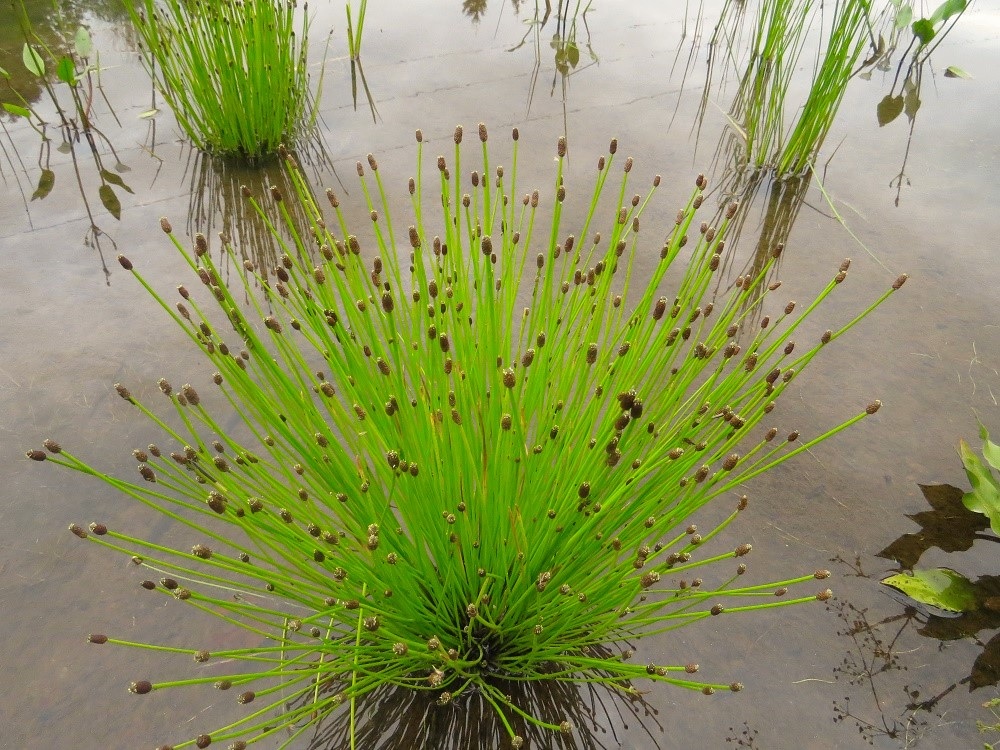 Creeping Spikerush