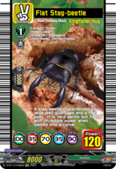 Flat Stag-beetle - D-BT13/EX08EN - EX