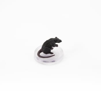 Rat - 03