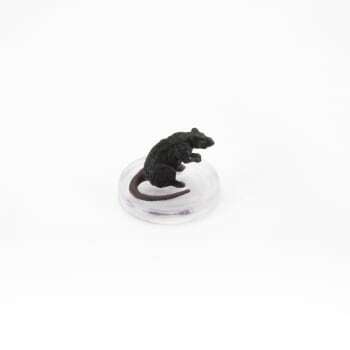 Rat - 03