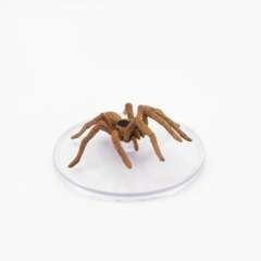 Giant Wolf Spider - 15