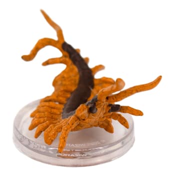 Giant Centipede - 04