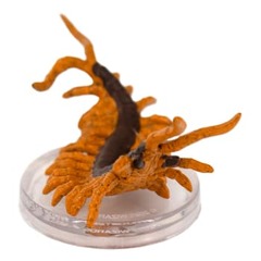 Giant Centipede - 04