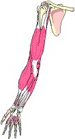 Anatomy Rummy Anatomy Rummy