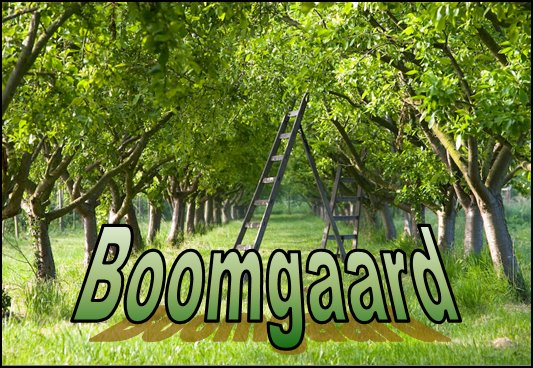 The Orchard