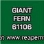 Giant Fern